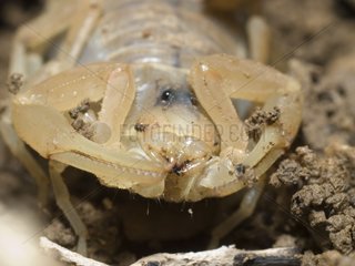 Ein gelbes Skorpion im Languedoc Hérault Frankreich