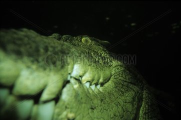 Portrait d'un Crocodile marin Territoire du Nord Australie