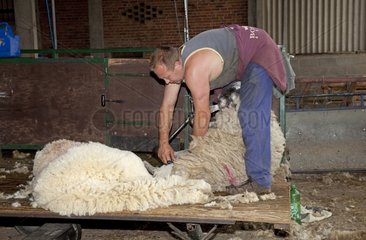 Man shearing sheep fleece - Colemans Hill Farm UK