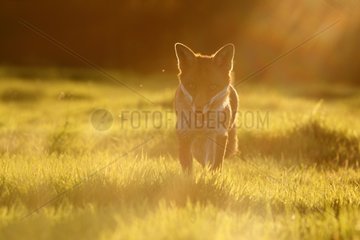 Red fox standing in a meadow at sunset in autumn GB