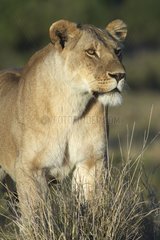Lioness in the reserve of Masaï Mara Kenya