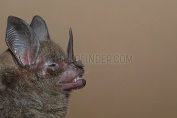 Portrait of Stripe-headed Round-eared Bat Guiana