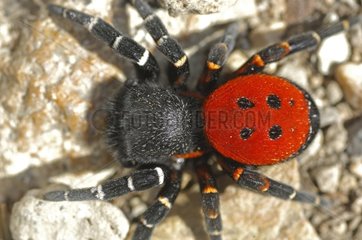 Ladybird Spider mÃ¤nnliche Queyras Haute-Alpes Frankreich