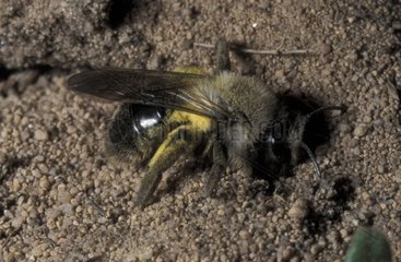 Sandige Biene auf dem Boden für PNR Vosges du Nord Elsace platziert