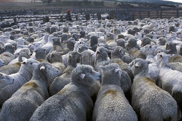 Schafherde in einem Gehege in Patagonie