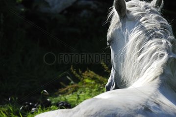Connemara Pony Ireland