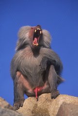 Hamadryas baboon sitting on a rock and yawning