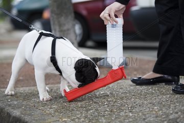 Young French Bulldog drinking on an highway area France