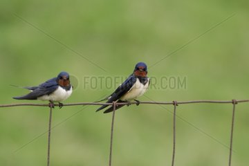 Barn swallows on wire Texel Netherlands