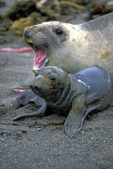 Eléphant de mer femelle et son nouveau né. Mexique