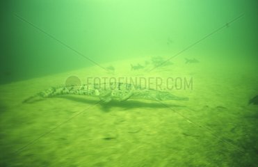 Süßwasser -Krokodilschwimmen NT Australia