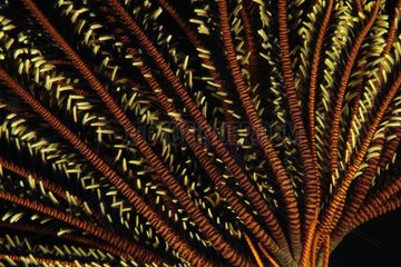Arms of a Feather Star Crinoid Indonesia