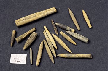 Belemnite fossils from the Callovien