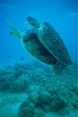 Kopplung zwischen australischen grünen Schildkröten