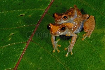 Tree frog mating on a leaf Kaw Mountain French Guiana