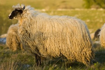 Mouton dans la Région de Livno