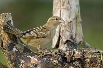 House sparrow female on branch France