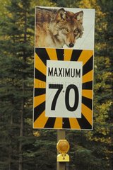 Panel of speed limit to protect the wolves Rocky Mountains