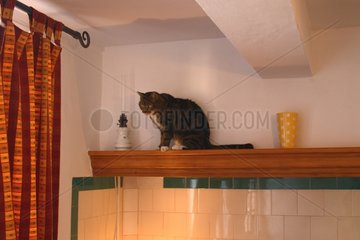 Cat sitting on the ledge of a fireplace