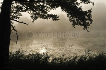 Nebel am Sainte Barbe Teich Frankreich