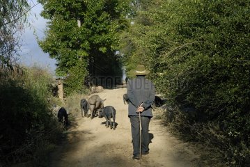 Torhüter Schweinefleisch in Yunnan
