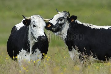 Vosgienne cows Lorraine France