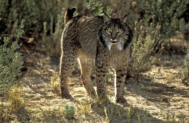 Lynx of Spain threatening with the turning of a way Spain
