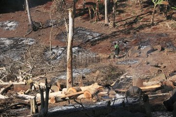 Entwaldung durch Verbrennung von Landwirtschaft in Mayotte