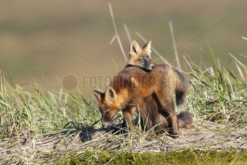 Young Red foxes in dark phase playing Nome Alaska