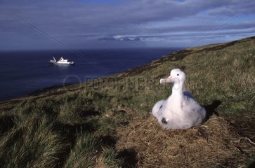 Young Wandering albatross in nest Crozet