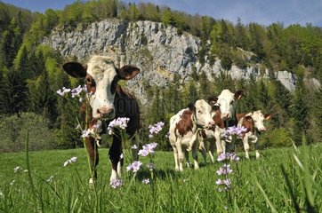 Montbeliard-Kühe in der Haut-Franche-Frankreich-Frankreich