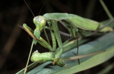 Religiöse Mantis essen einen Heuschrecken aus Eichen