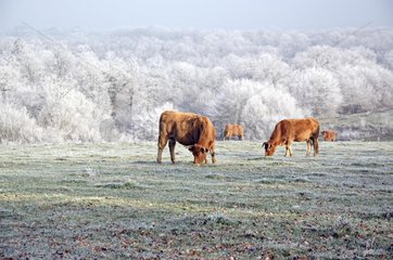 Limousines cows in a meadow icing Limousin France