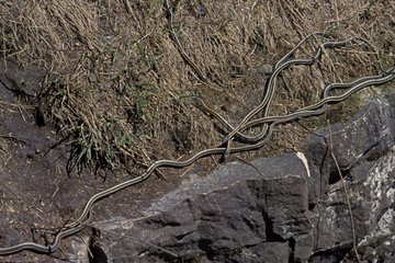 Serpents jarretières communs cherchant des femelles Manitoba