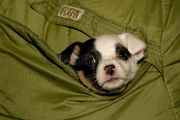 Jack Russell puppy peering out of owner's anorak pocket UK