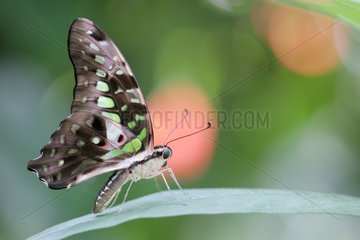Tailed Jay butterfly on a leaf in a tropical greenhouse