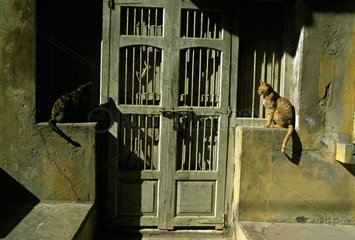 Cats sitting on both sides of a door India
