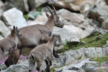 Do hare of Ibex and its youngs Mercantour France