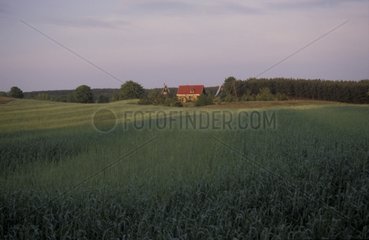 Maison et champ de céréales Région de Gdansk Pologne