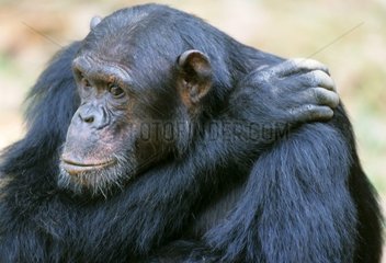 Eastern Common Chimpanze Gombe NP Tansania