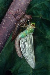 Metamorphose of Anax emperor on a branch
