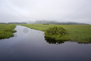 Naturschutzgebiet des Süßwassers Sumpfs von Kaw in Französisch -Guayana