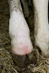 Pfote von Holstein Kuh  die an einem Whitlow Frankreich leidet