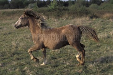 Pony Welsh au Gallop in Brenne Frankreich