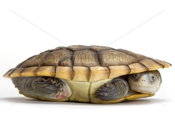 Reimann's Snake-necked Turtle Studio