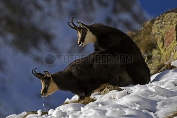 Chamois mating Alps France