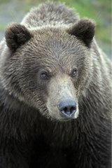 Portrait of a Brown bear PN of Katmaï USA