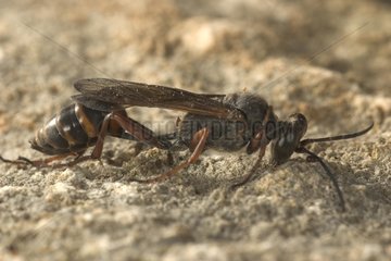 Young Speeder Wasp in seinem Terrier Frankreich