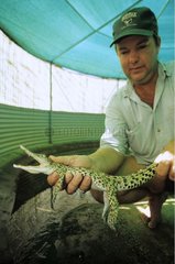 Jeune crocodile élevé pour sa peau et sa viande Darwin