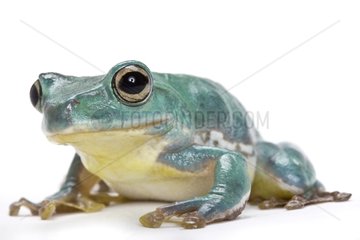 Chinese gliding frog in studio